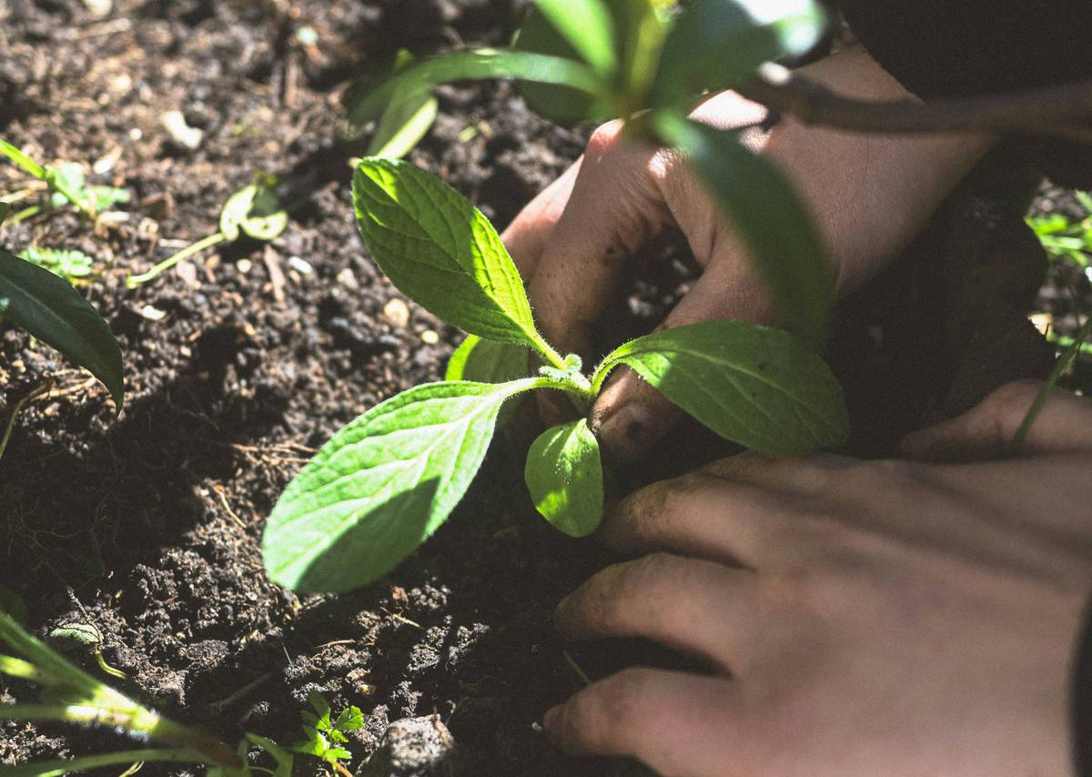 Garden in a Glove: 7 Proven Ways to Avoid Frustrating Hand Fatigue and Thorns
