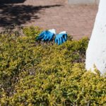 Hand Gloves for Gardening: 7 Proven Tips to Avoid Painful Blunders