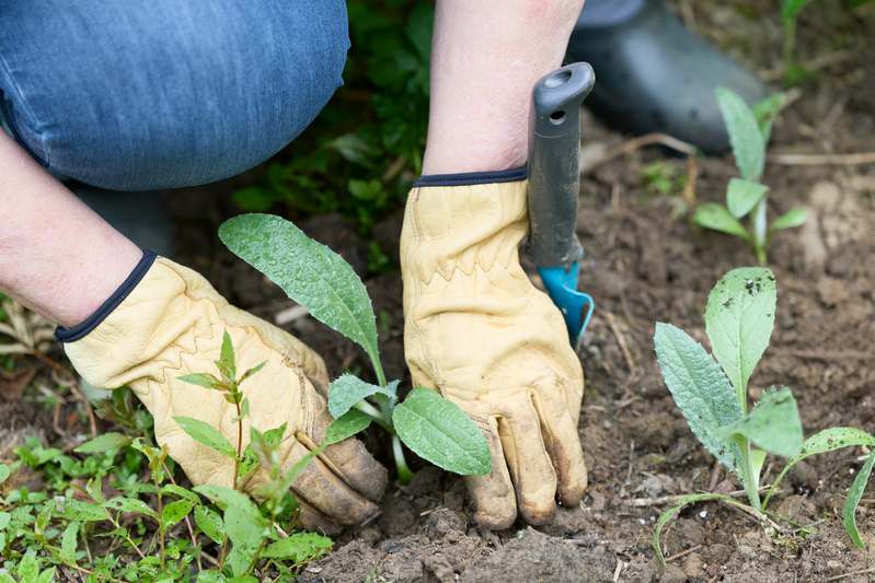 Hand wearing breathable gardening gloves gently holding seedlings in rich soil