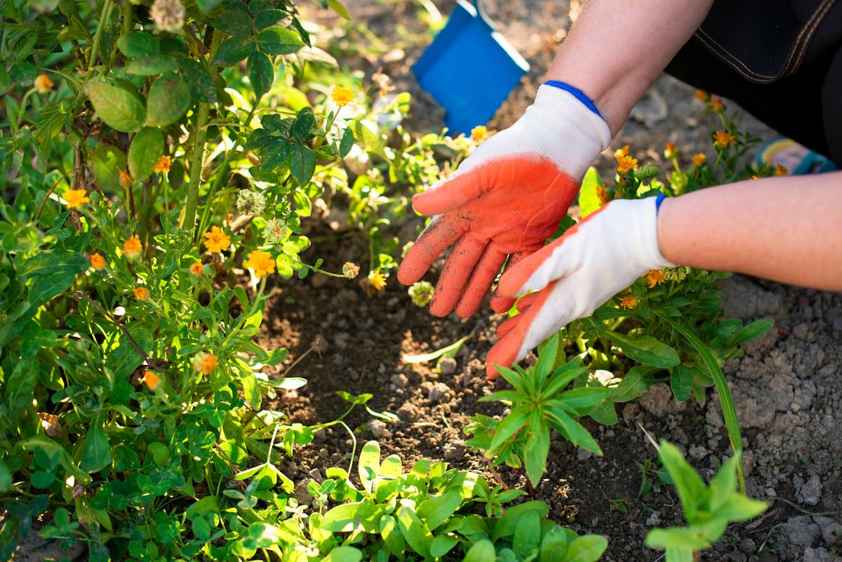 hand gloves for gardening worn while trimming rose bushes with visible thorn protection and flexible knuckle reinforcement